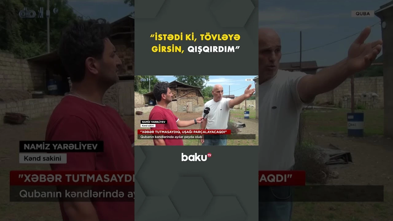 Qubanın kəndlərində ayılar kəndlərə girir - Baku TV