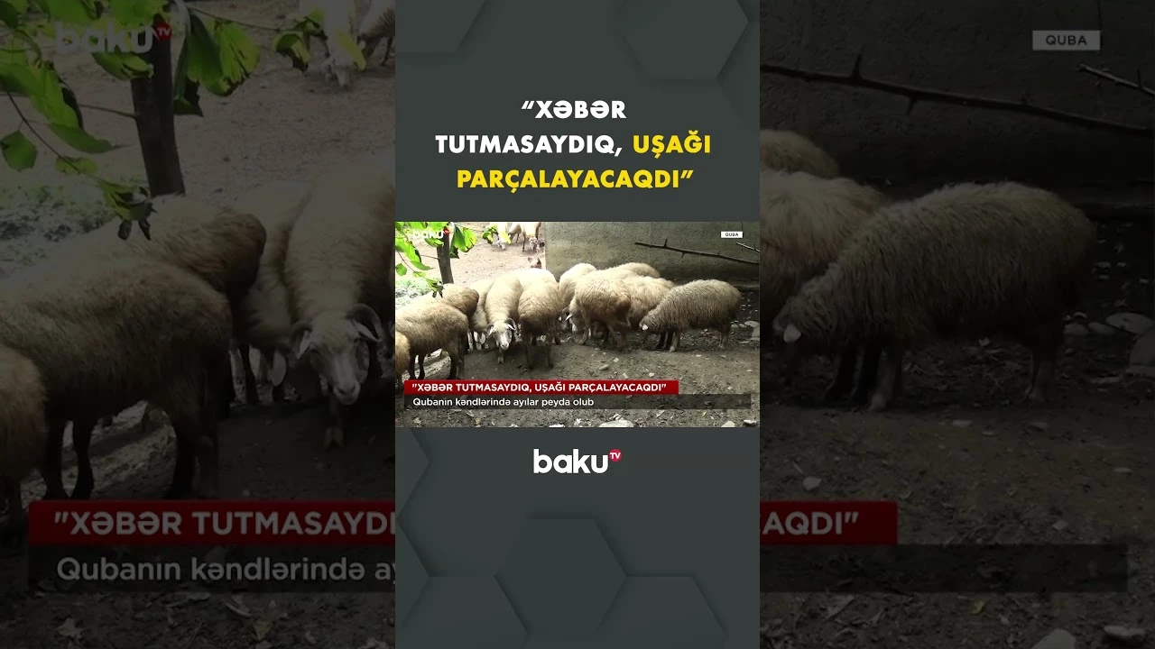 Ayılar kənd sakinlərinə hücum edirlər? - Baku TV