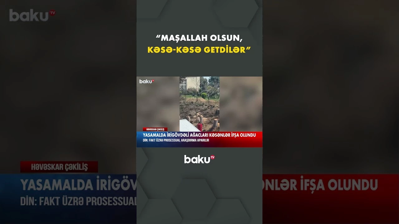 Yasamalda ağacları qanunsuz kəsirlər? - Baku TV