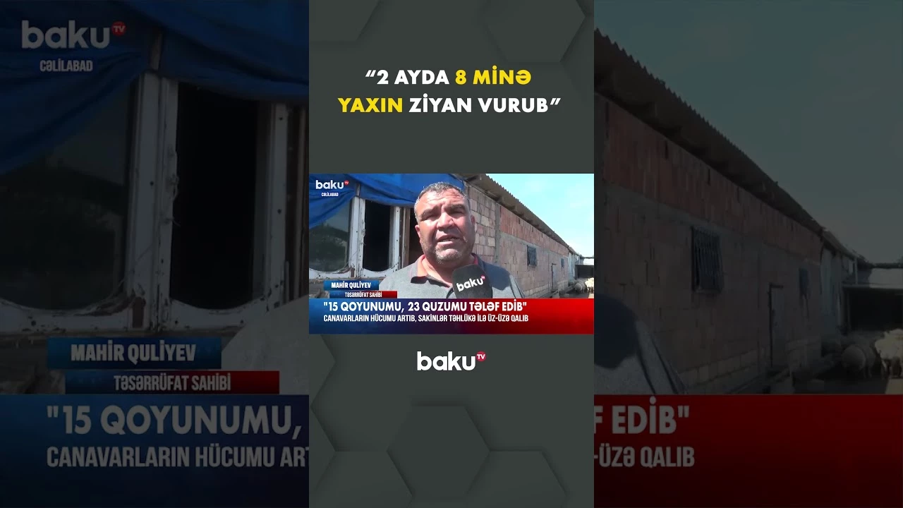 Canavarların kəndə hücumları artıb - Baku TV