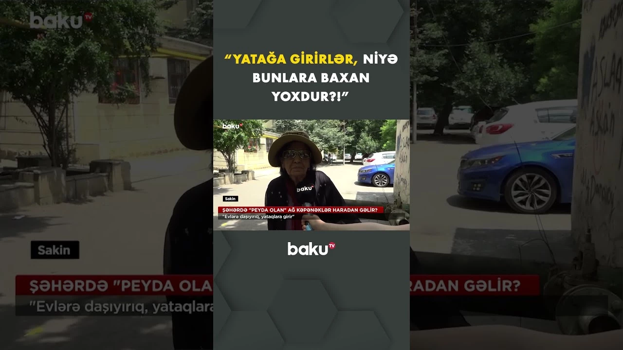 "Niyə bu işlə məşğul olan yoxdur" | Sakinləri bezdirən ağ kəpənəklər - Baku TV