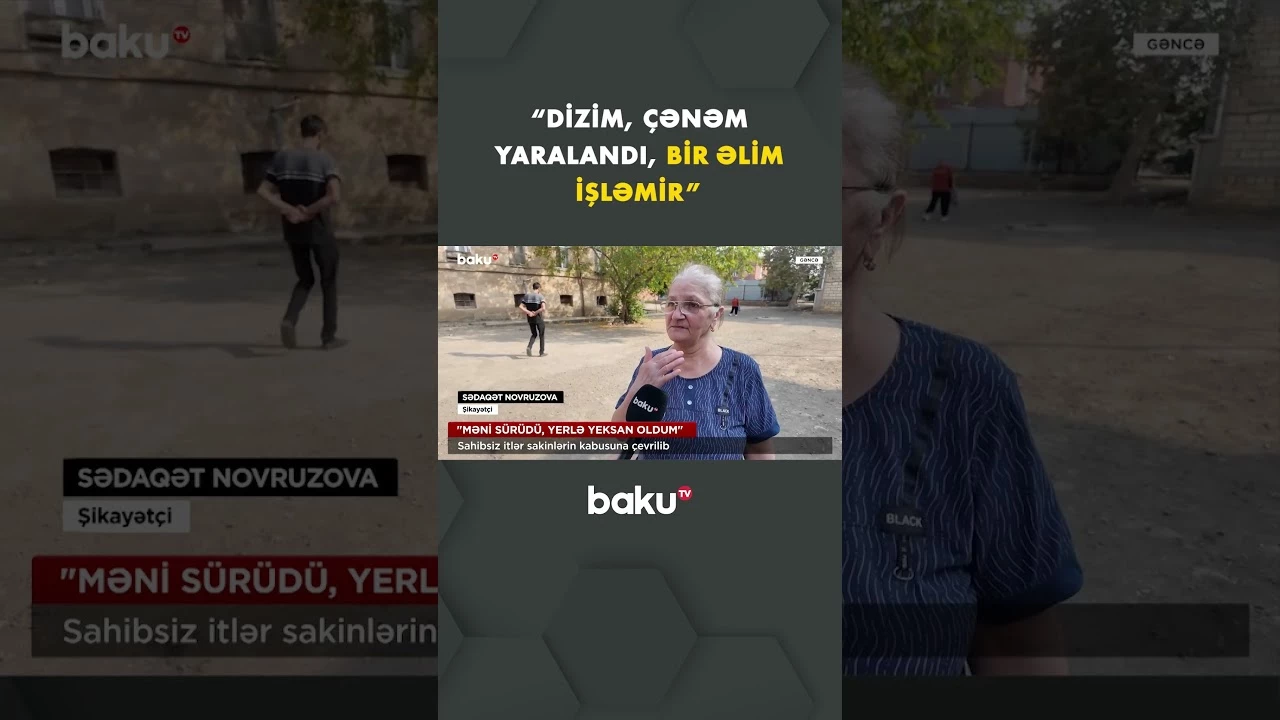 Sahibsiz itlər sakinləri qorxu içində saxlayır - Baku TV