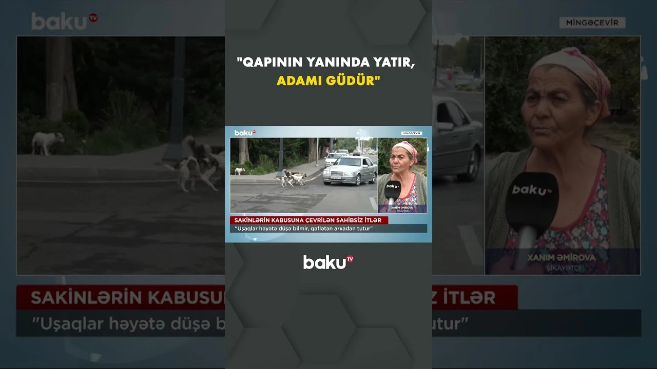 Küçə itləri sakinləri təşvişə salıb - Baku TV