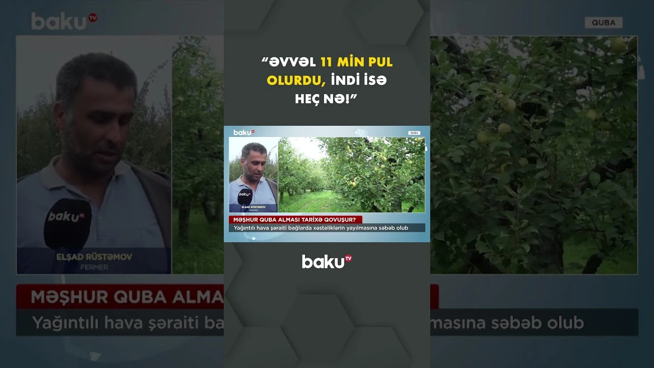 Qubalı fermerlərin zəhməti hədər getdi - Baku TV
