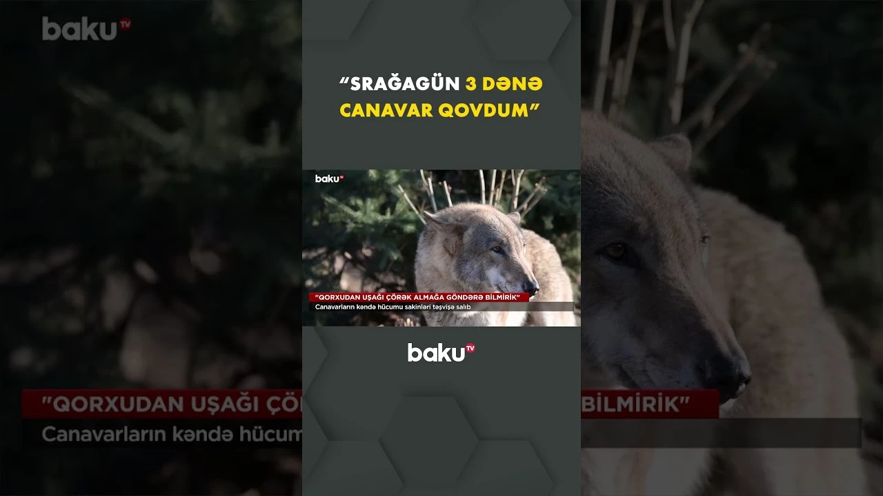 Kənd ərazisinə daxil olan canavarlar Bərdədə sakinləri qorxuya salıb - Baku TV