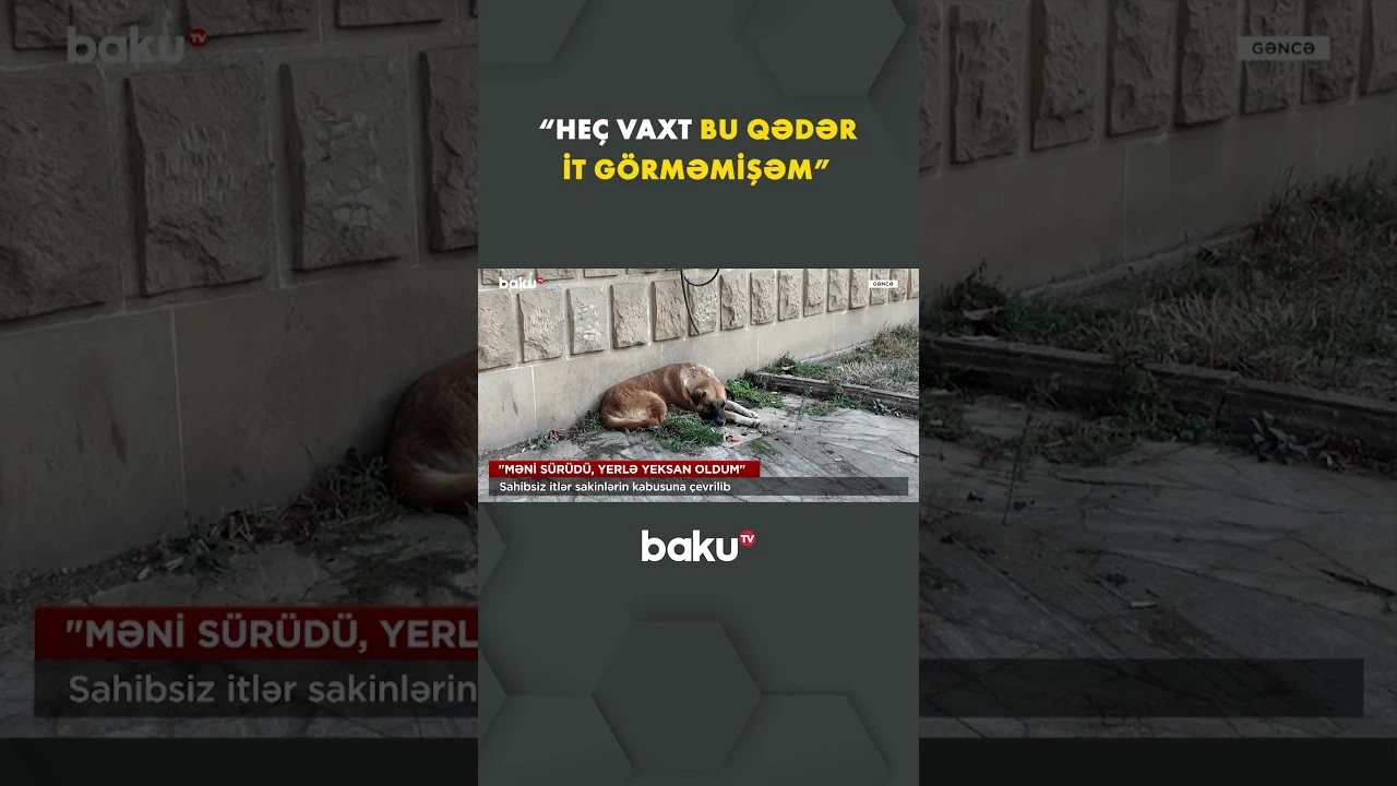 İt sürüləri sakinlərin rahatlığını əlindən alıb - Baku TV