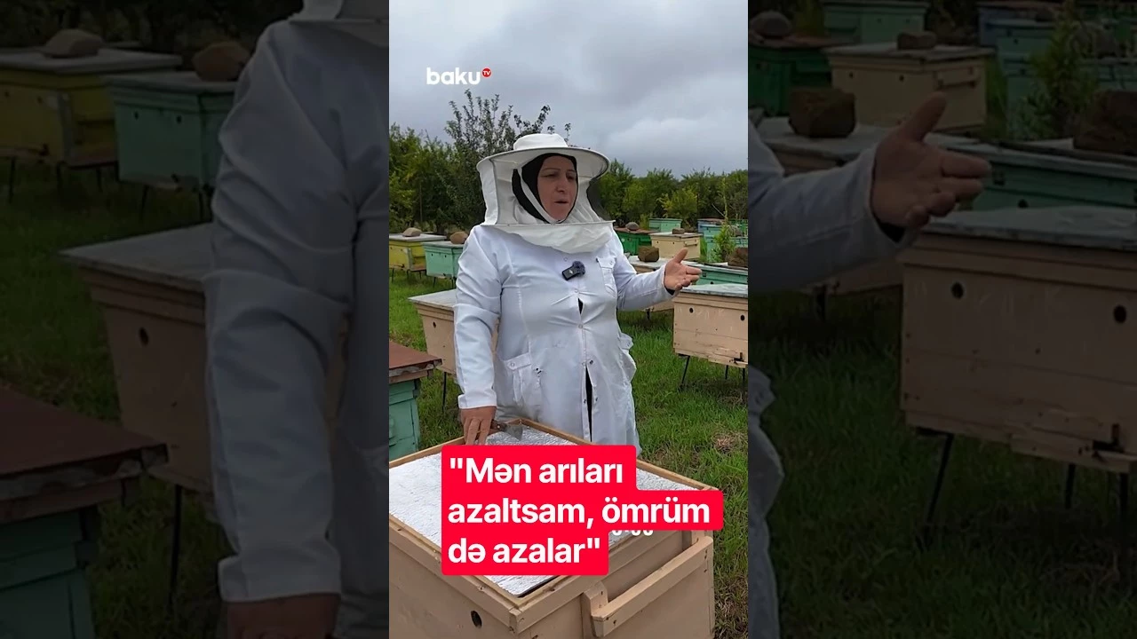 "Mən arıları azaltsam, ömrüm də azalar" - Baku TV