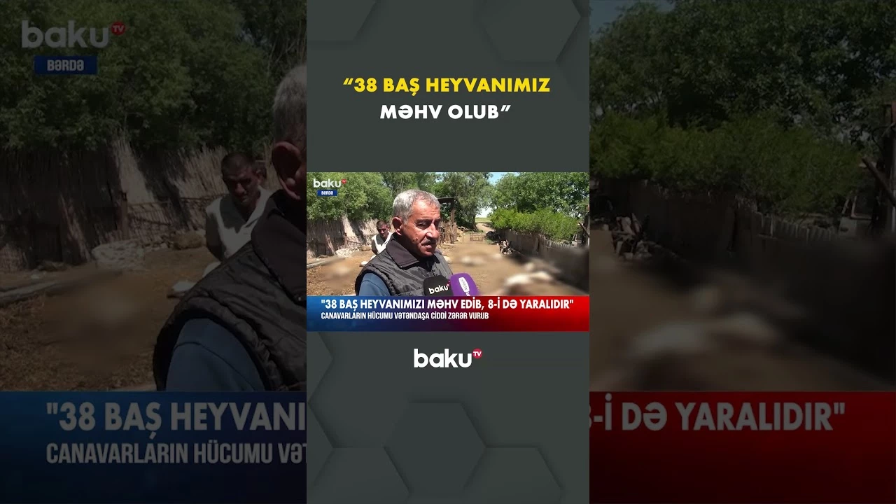Bərdədə canavar hücumu nəticəsində heyvandarlığa ziyan dəyib - Baku TV