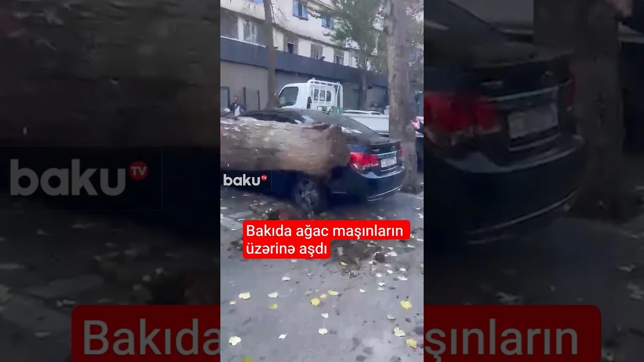 Paytaxtın Cəmşid Naxçıvanski küçəsində ağac avtomobillərin üzərinə aşıb - Baku TV