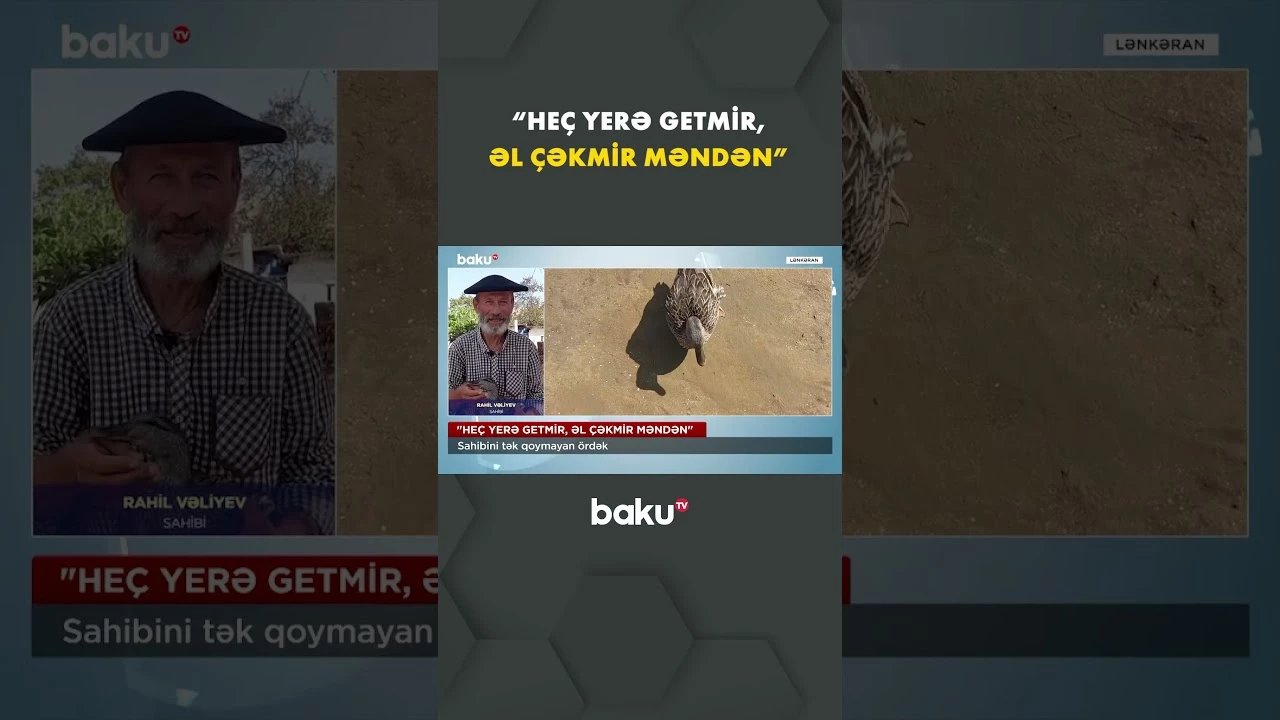 Bu ördək kənd camaatını təəccübləndirdi - Baku TV