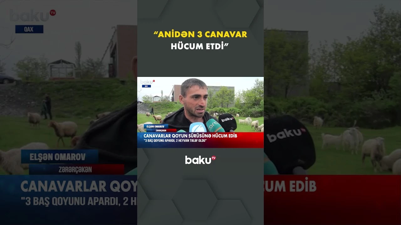 Qaxda canavarlar qoyun sürüsünə hücum edib - Baku TV