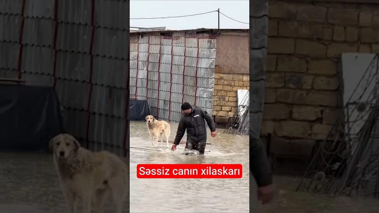 Yağışda çarəsiz qalmış heyvan xilas edildi - Baku TV