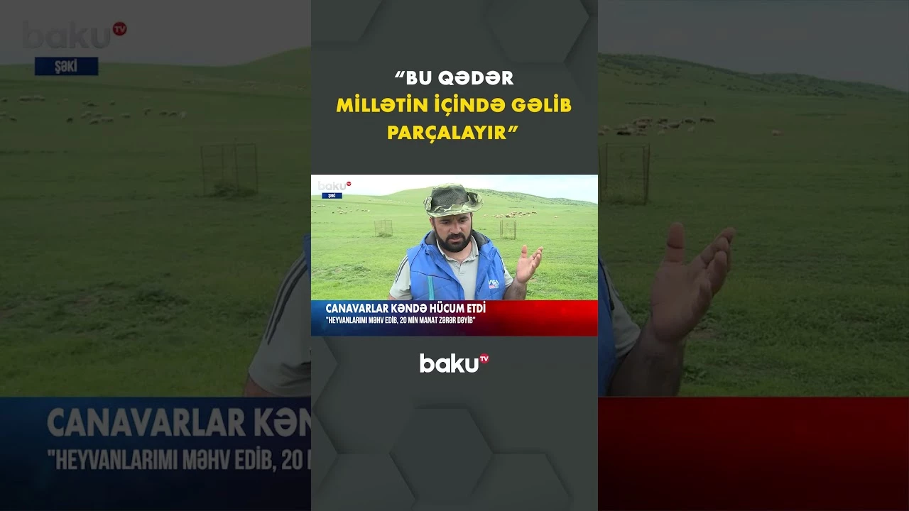 Canavar hücumu nəticəsində heyvan sahiblərinə ciddi ziyan dəyib - Baku TV