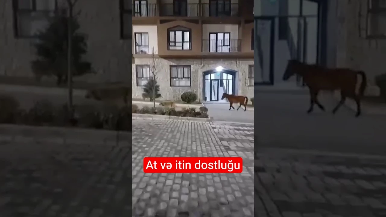 At və itin dostluğu hər kəsi herətə gətirdi - Baku TV