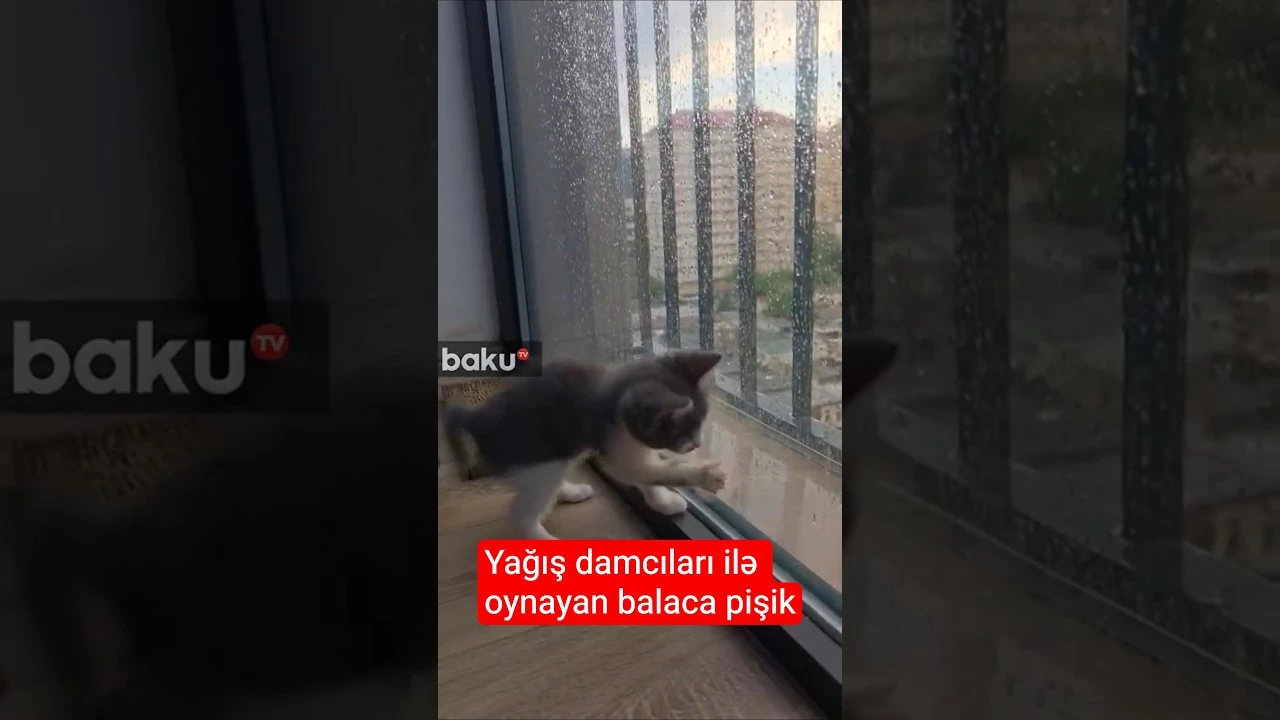 Yağış damcıları ilə oynayan balaca pişik - Baku TV