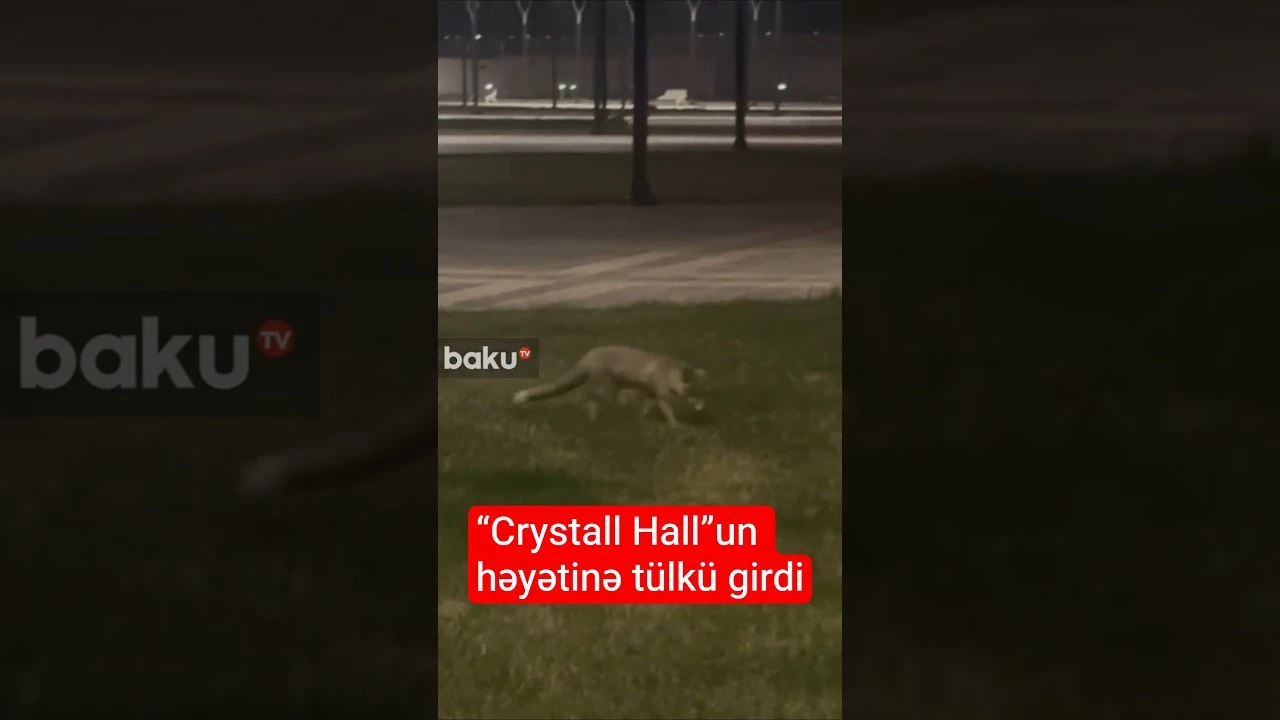 “Crystall Hall”un həyətinə tülkü girdi- Baku TV