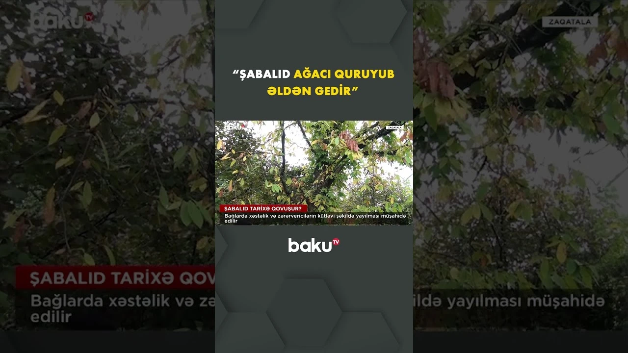 Sakinlər şabalıdın məhsuldar olmamağından gileyləndi - Baku TV