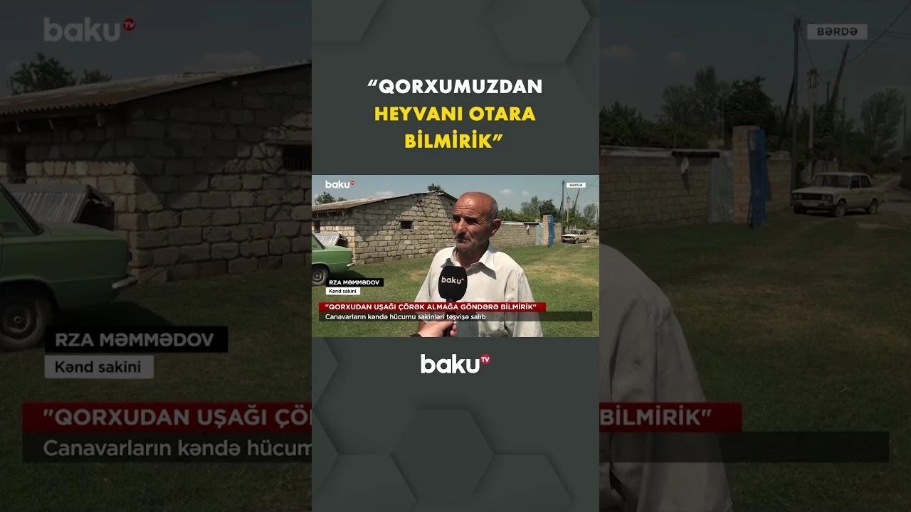 Kəndə hücum edən canavarlar Bərdə sakinlərini ciddi narahat edib - Baku TV