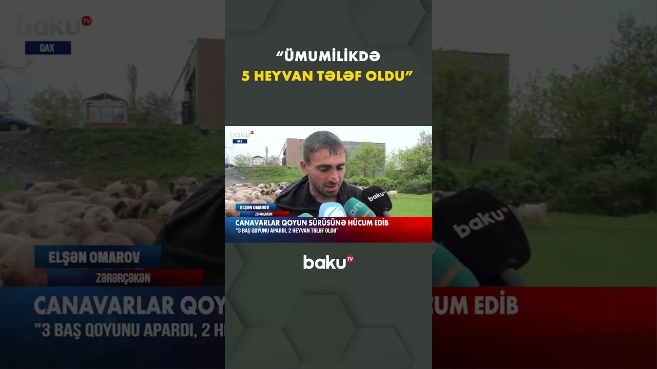 Canavarlar qoyun sürüsünə hücum etdi - Baku TV