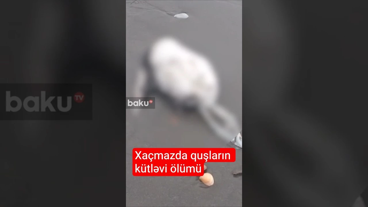 Dəniz kənarında quş cəsədləri aşkarlanıb - Baku TV