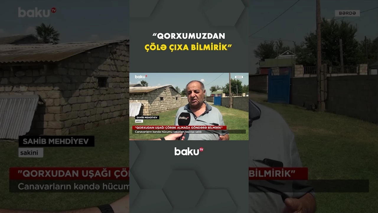 Bərdədə canavar sürüsü kəndə hücum edərək sakinləri təşvişə salıb - Baku TV