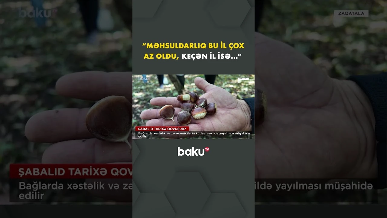 Şabalıd tarixə qovuşur? - Baku TV