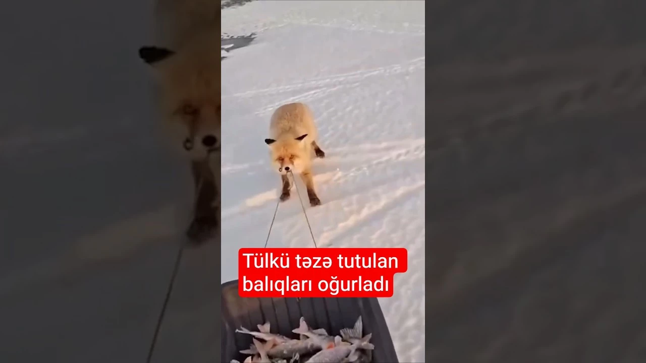 Tülkü təzə tutulan balıqları oğurladı - Baku TV