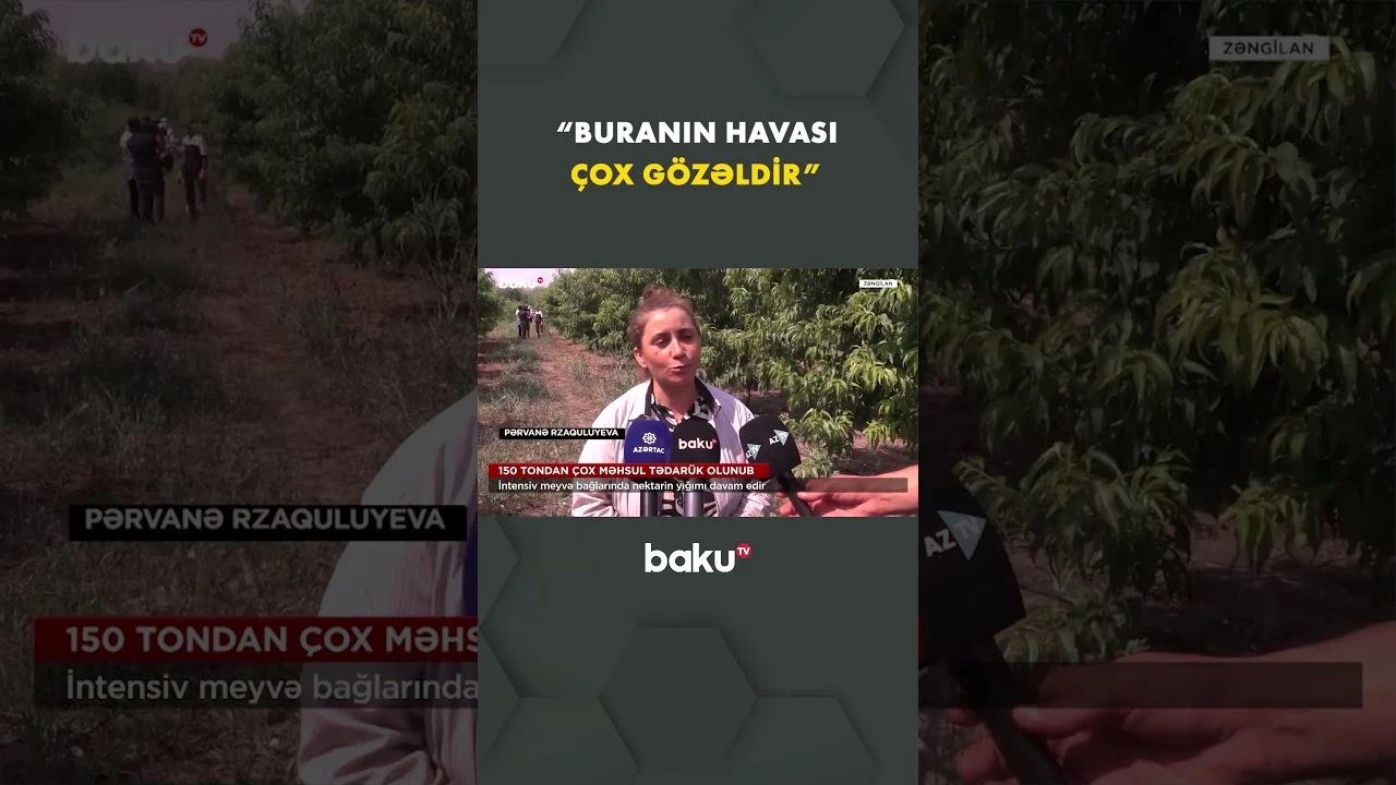 Zəngilanda nektarin tədarükü 150 tonu ötüb - Baku TV