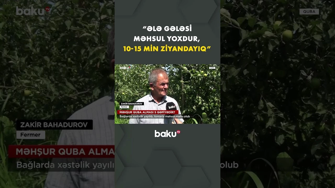 Qubalı fermerlər ziyana düşdü - Baku TV