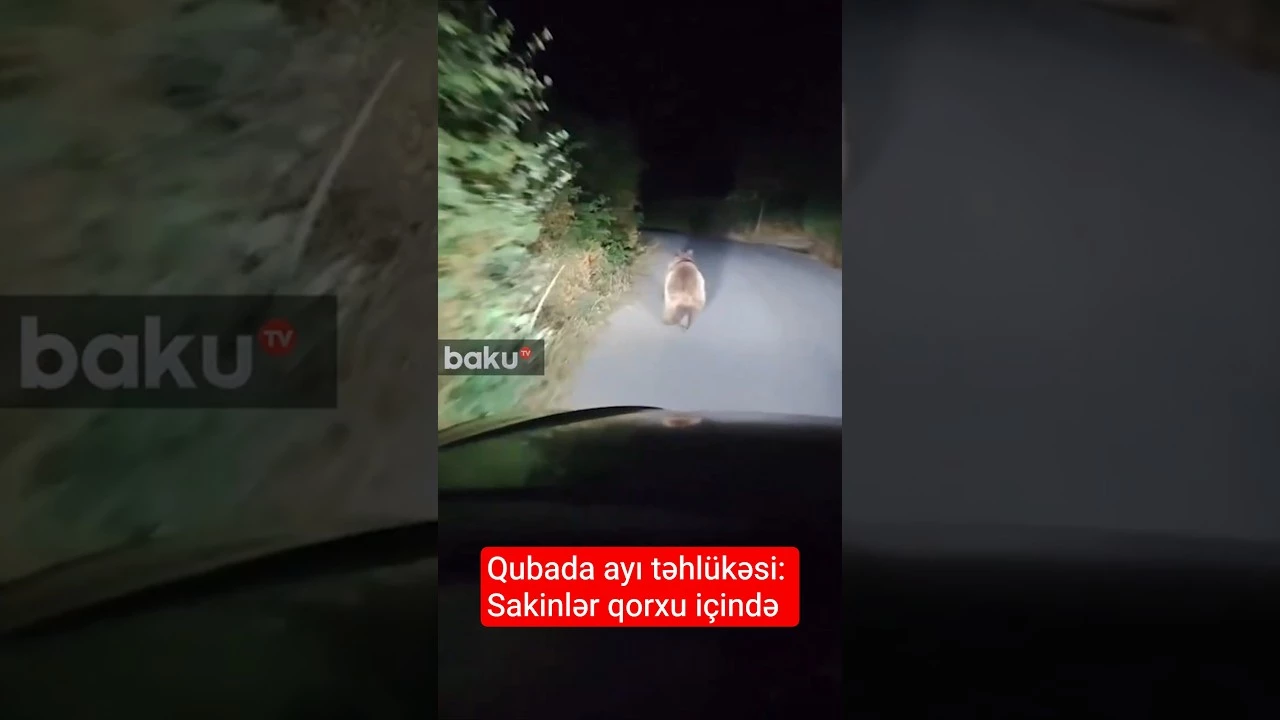 Qubada ayı təhlükəsi: Sakinlər qorxu içində - Baku TV