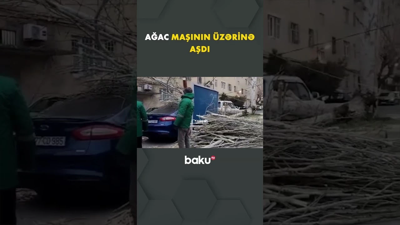 Biləcəridə ağac maşının üzərinə aşdı - Baku TV