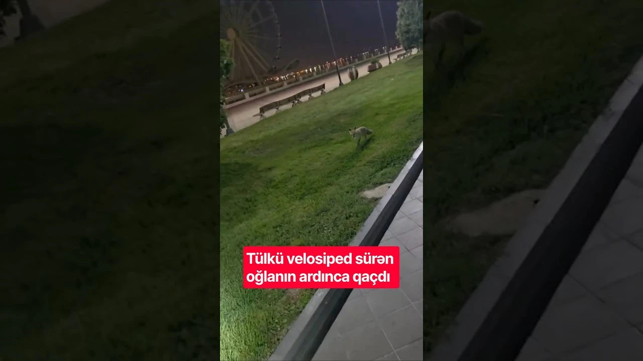 Tülkü velosiped sürən oğlanın ardınca qaçdı - Baku TV
