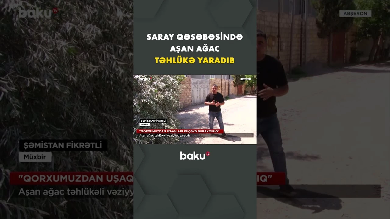 Saray qəsəbəsində ağacın aşması sakinləri narahat edib - Baku TV