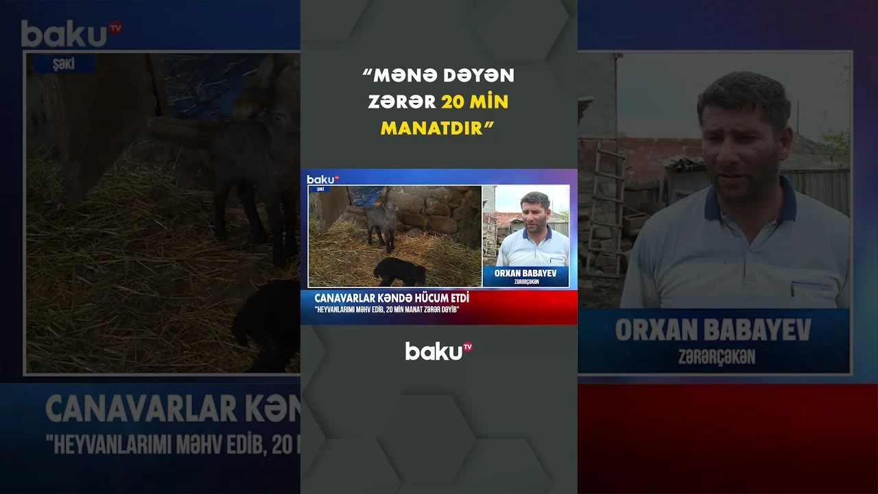 Şəkidə kəndə növbəti canavar hücumu baş verib - Baku TV
