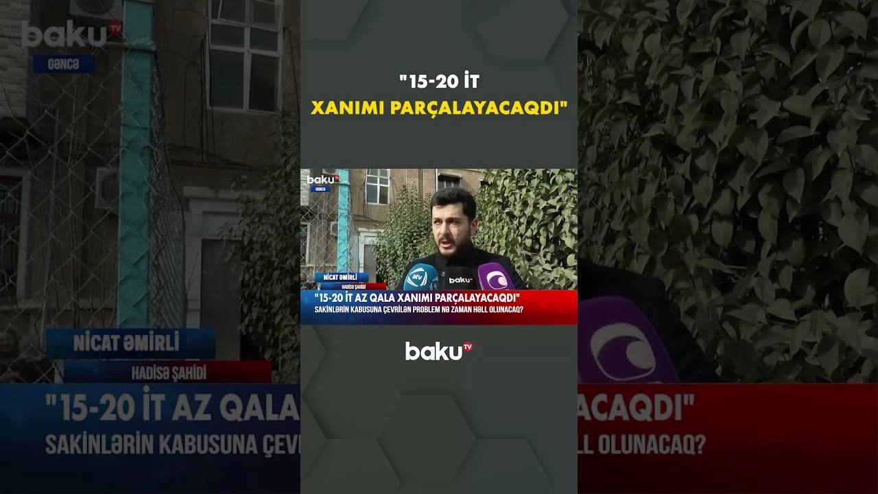 Gəncədə sahibsiz itlər qorxu saçır - Baku TV