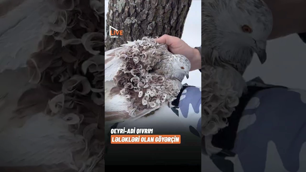 Qeyri-adi qıvrım lələkləri olan göyərçin - Baku TV