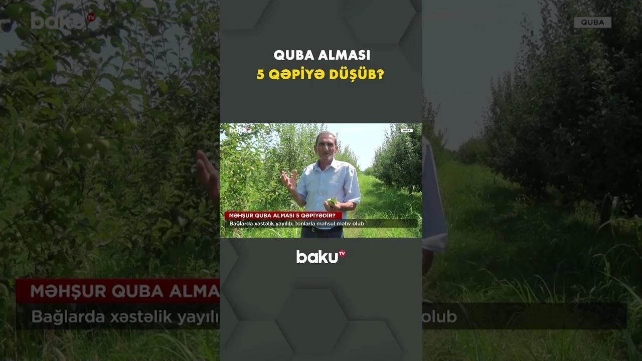 Bağlarda yayılan xəstəlik fermerlərin zəhmətini heç etdi - Baku TV