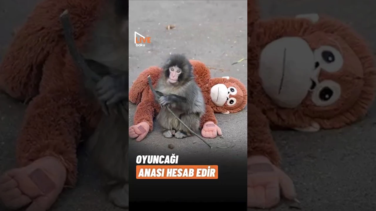 Oyuncağı anası hesab edən meymun - Baku TV