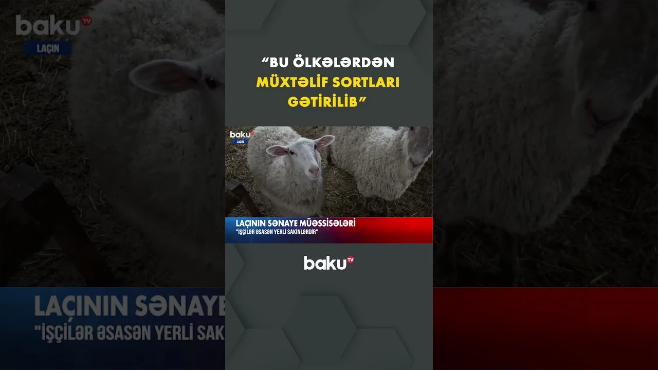Laçının sənaye müəssisələri - Baku TV