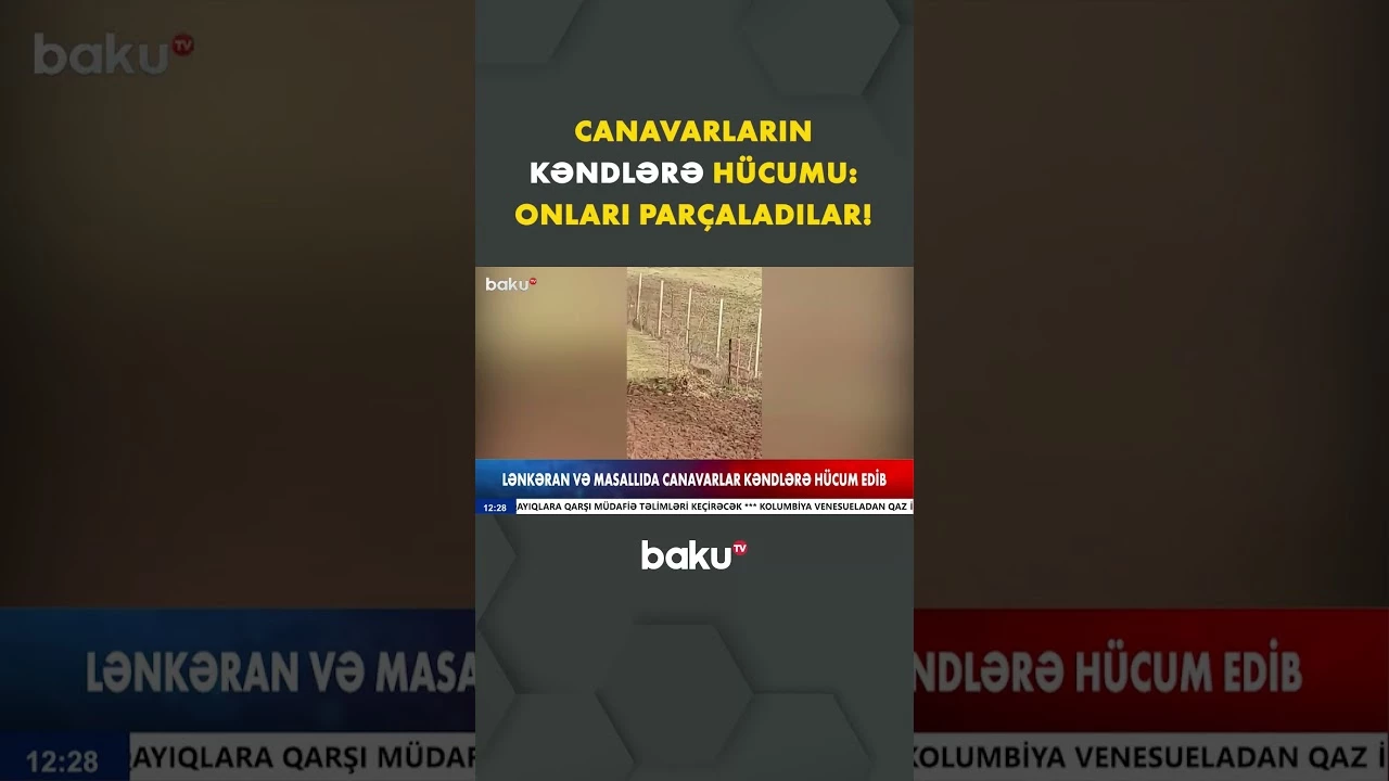 Yırtıcılar bu kəndlərdə hamını qorxuya salıb - Baku TV