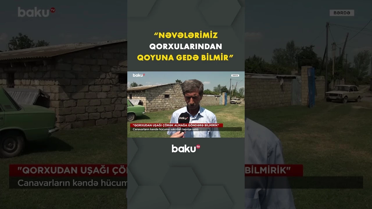 Bərdədə canavarların qəfil hücumu kənd sakinlərini ciddi təşvişə salıb - Baku TV