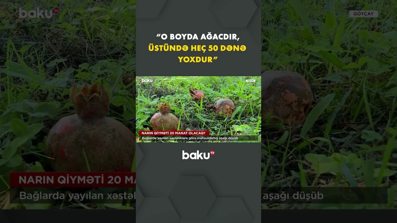 Nar bağlarında məhsul azlığı müşahidə olunur - Baku TV