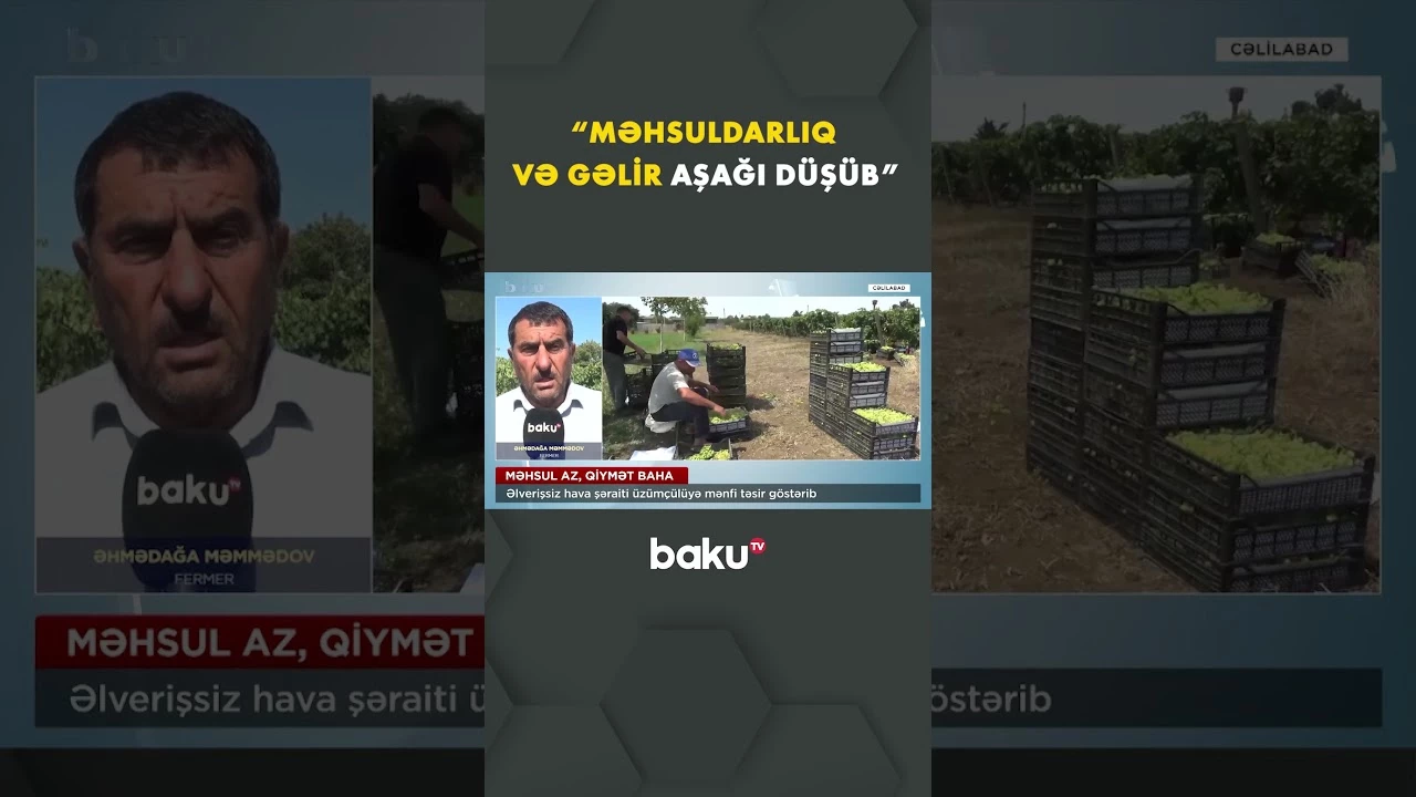 Cəlilabadda hava şəraiti üzüm məhsulunu azaldıb - Baku TV