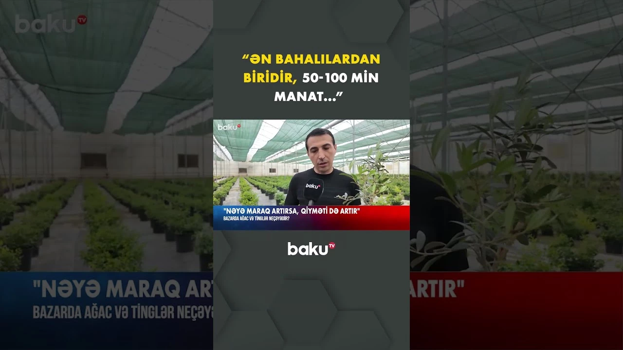 Bazarda ağacların qiyməti neçəyədir? - Baku TV