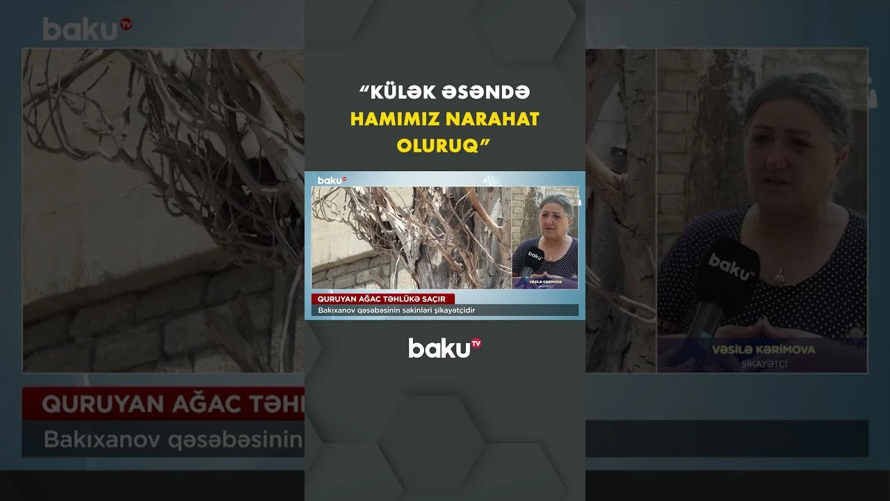 Bakıxanov qəsəbəsində quruyan ağac sakinləri narahat edir - Baku TV