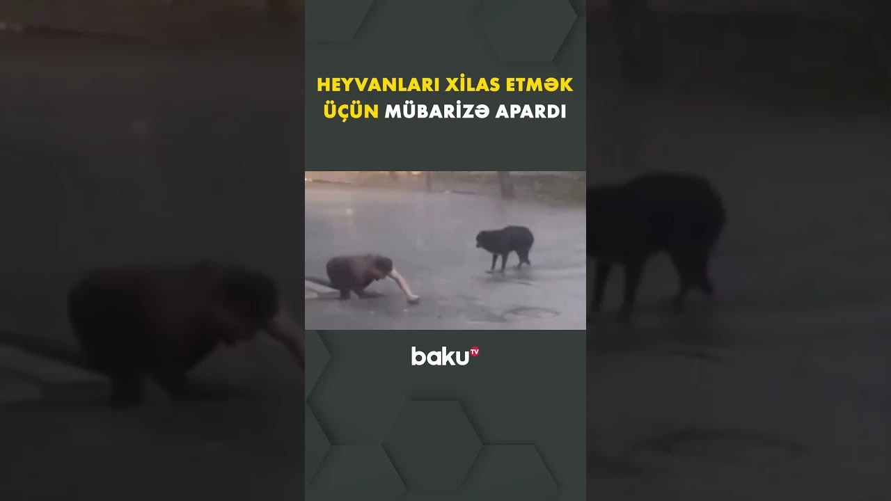 Zərdabda Elgiz adlı gənc heyvanları xilas etmək üçün yağışın altında mübarizə aparıb - Baku TV