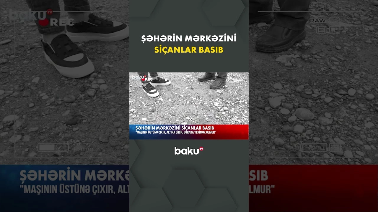 Maşının üstünə çıxır, altına girir | Siçanların əlindən təngə gələn sakinlər - Baku TV