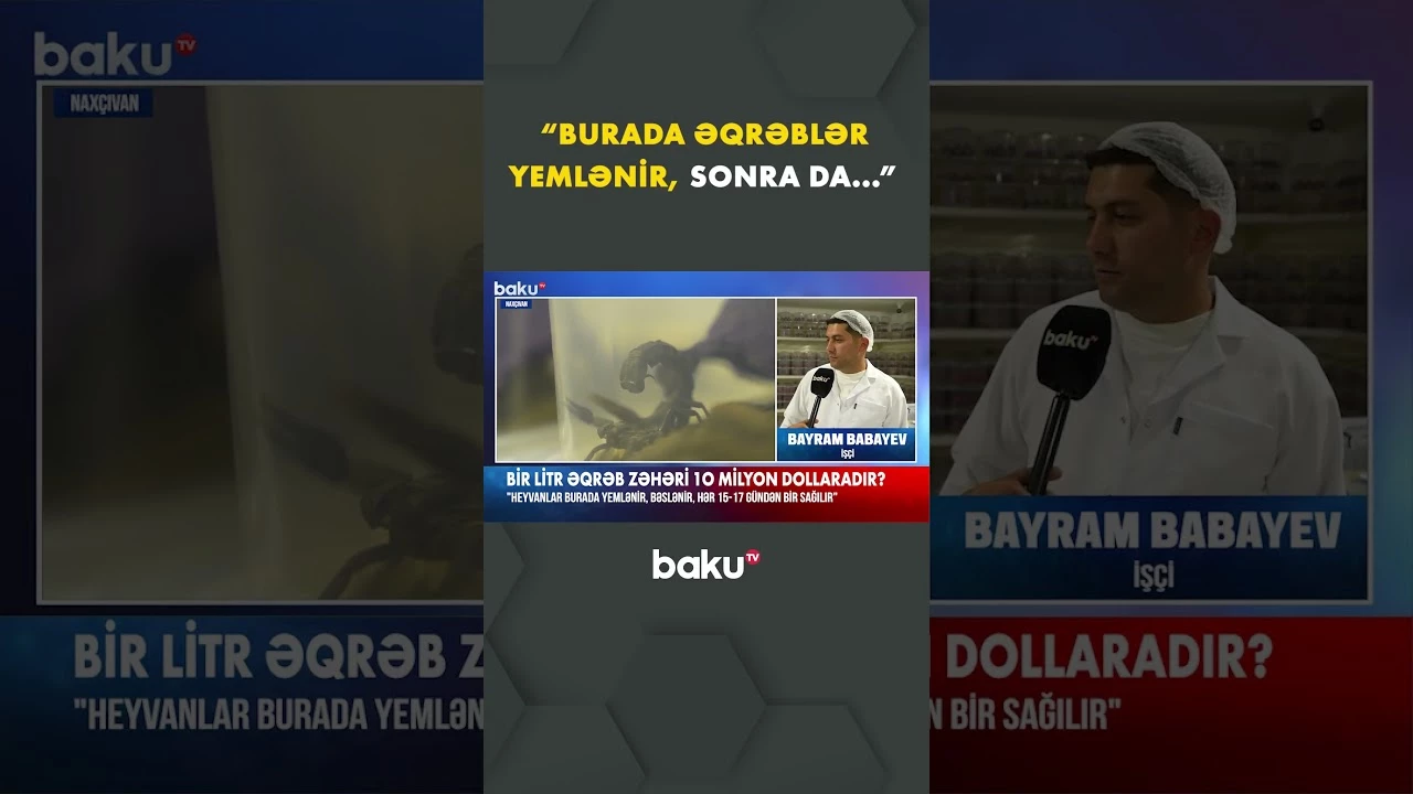 Burada əqrəblər xüsusi üsulla yetişdirilir - Baku TV