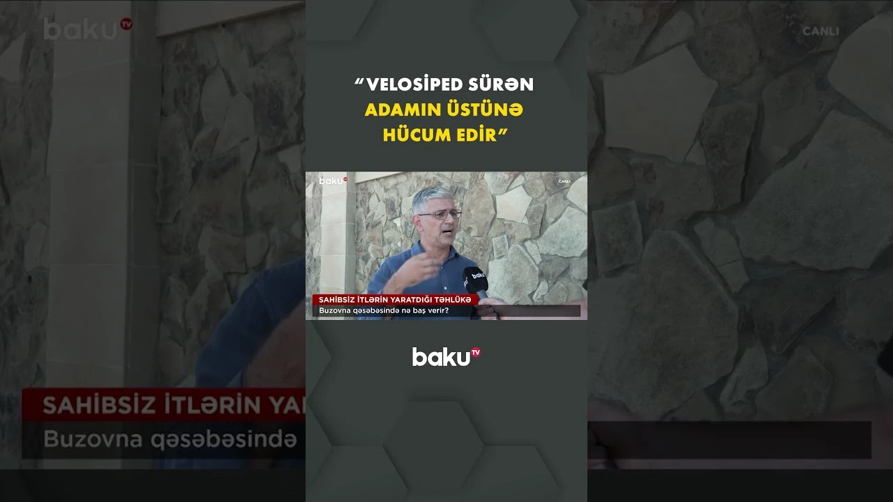 Buzovnada sahibsiz itlər sakinləri qorxuya salıb - Baku TV